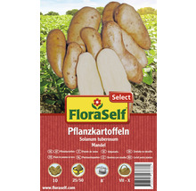 Sättpotatis FLORASELF Select Solanum tuberosum Mandel 10st