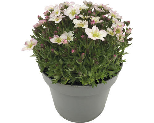 Blommande Saxifraga-växt i kruka
