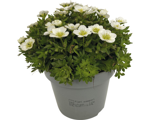 Kuddväxt Saxifraga i kruka