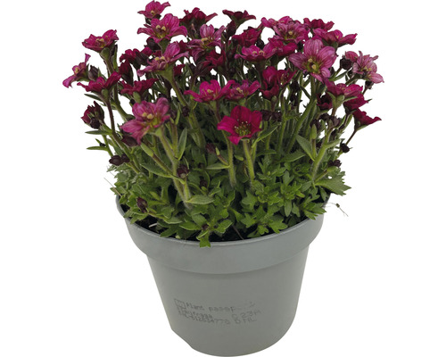 Blomstkudde Saxifraga i kruka