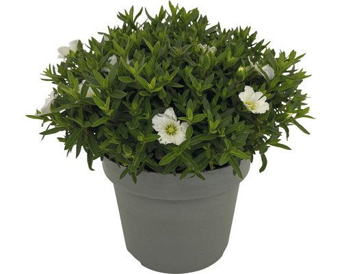 Aubrieta med vita blommor i kruka