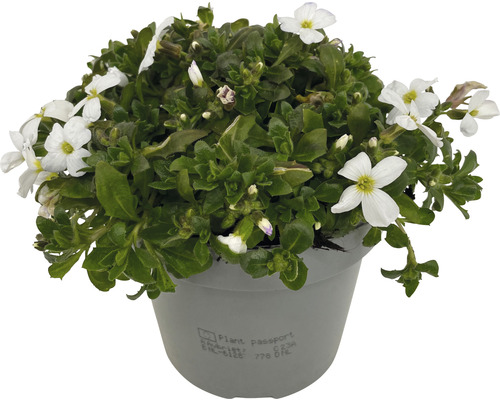 Blåsvingel i kruka med vita blommor