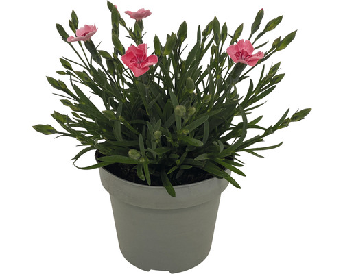 Nejlikväxt i kruka med rosa blommor
