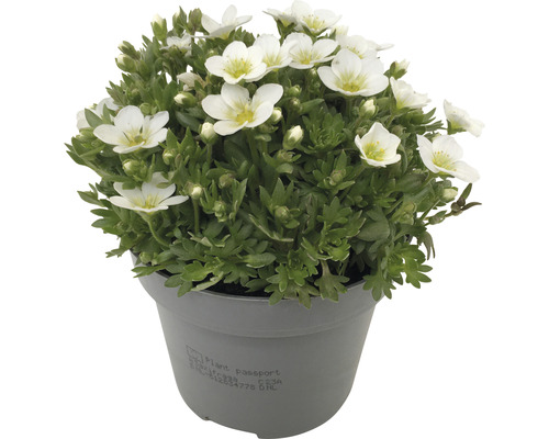 Blomkudde i kruka med vita blommor