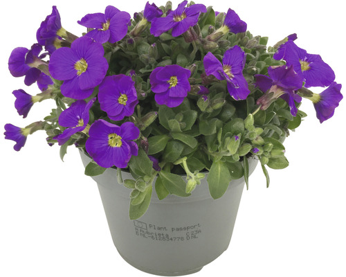 Aubrieta i kruka med violetta blommor