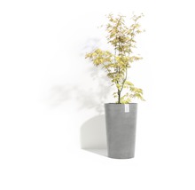 Japansk lönn i blomkruka