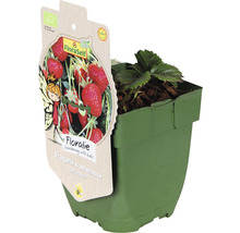 Jordgubbsplanta i kruka