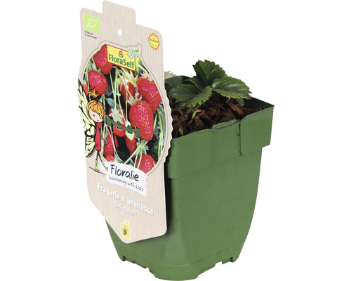 Jordgubbsplanta i kruka