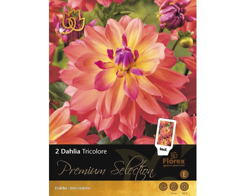 Blomsterlökar Premium Dahlia Tricolore 2st