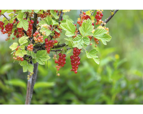 Vinbärsbuske med mogna röda vinbär och gröna blad