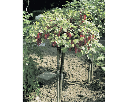 Röda vinbär OMNIA GARDEN Ribes (Röda vinbär-Gruppen) Rolan stam 10-pack Vinbärsbuske med röda bär i trädgården.