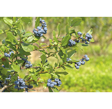 Hybridblåbär OMNIA GARDEN Vaccinium (Angustifolium-Gruppen) Northland 3-pack