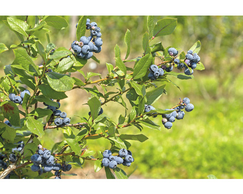Blåbärsbuske med mogna frukter och gröna blad