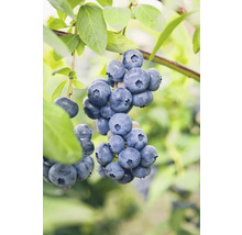 Hybridblåbär OMNIA GARDEN Vaccinium (Angustifolium-Gruppen) Northland 3-pack