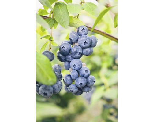 Hybridblåbär OMNIA GARDEN Vaccinium (Angustifolium-Gruppen) Northland 3-pack Blåbär på plantan