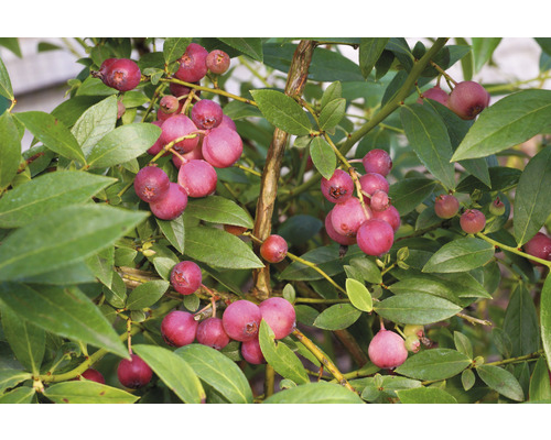 Blåbärsbuske med mogna frukter och gröna blad