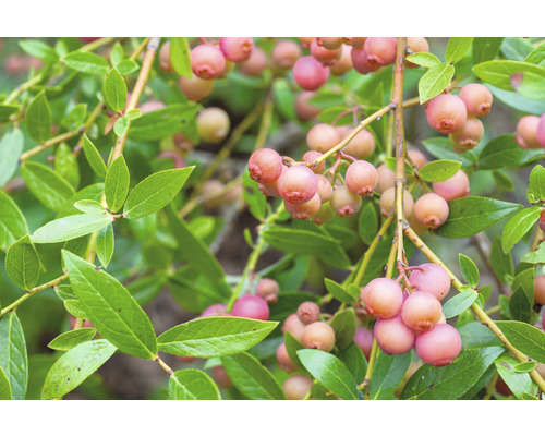 Gren av skenoxelbär med blad och bär