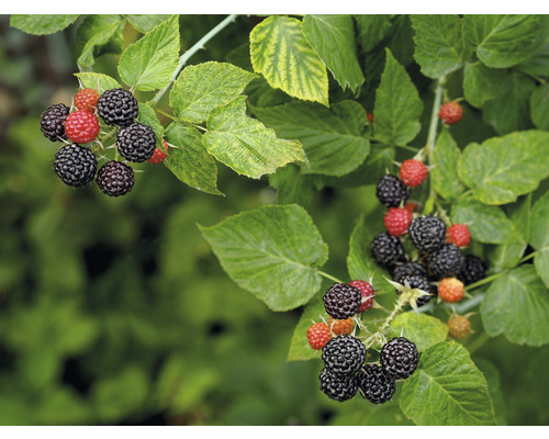 Svarthallon OMNIA GARDEN Rubus occidentalis Black Jewel 5-pack