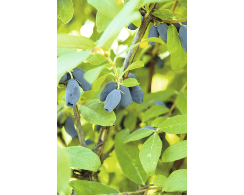 Närbild av honungsbär på en buske med gröna blad