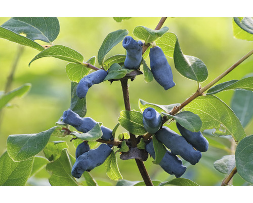 Närbild av blå honungsbär med gröna blad på en gren