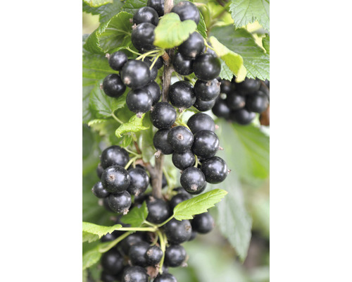 Svarta vinbär OMNIA GARDEN Ribes nigrum Narve Viking 3-pack