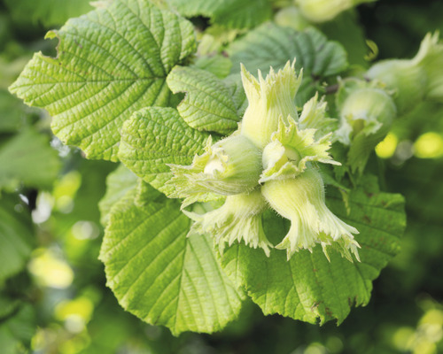 Hasselnötsfrukter och blad på en hasselbuske