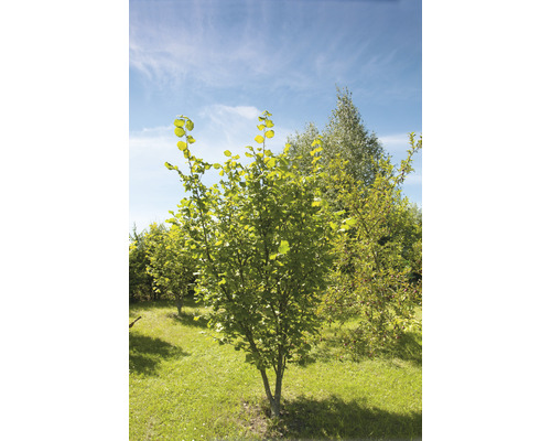 Ung hassel i trädgården