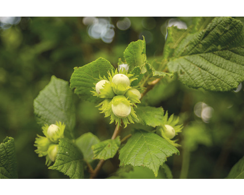 Hasselnöt OMNIA GARDEN Corylus (Hasselnöt-Gruppen) Webbs Prize Cob 3-pack Hasselbuske med hasselnötter och blad