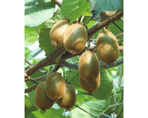 Kiwi växer på ett träd