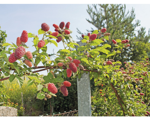 Björnbär växer på ett spaljé i trädgården.