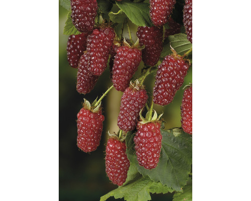 Björnbärshallon OMNIA GARDEN Rubus Tayberry 3-pack
