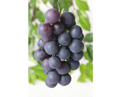 Vindruvor OMNIA GARDEN Vitis vinifera blå Burgunder 3-pack