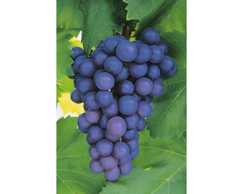 Vindruvor OMNIA GARDEN Vitis vinifera Frankenthaler 5-pack