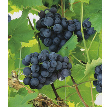 Labruskavin OMNIA GARDEN Vitis (Labrusca-Gruppen) Nordica 5-pack