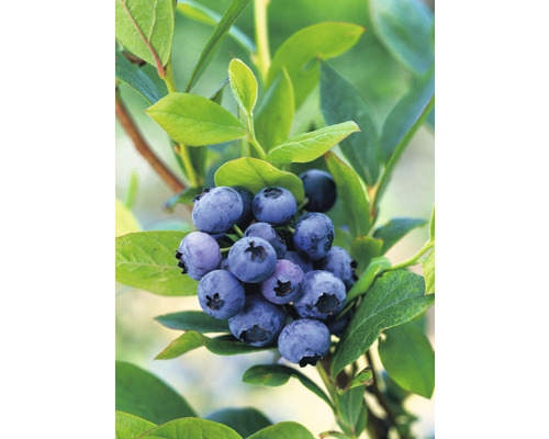 Amerikanska blåbär OMNIA GARDEN Vaccinium corymbosum Goldtraube 5-pack