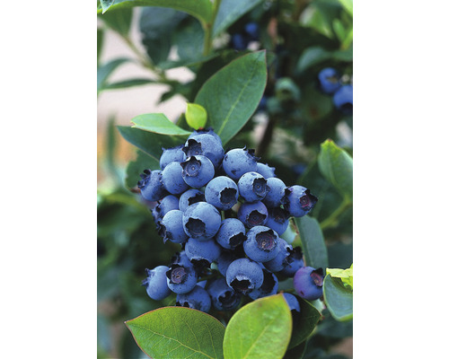 Hybridblåbär OMNIA GARDEN Vaccinium (Angustifolium-Gruppen) Northcountry 10-pack