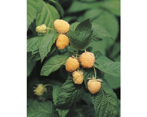 Hösthallon OMNIA GARDEN Rubus Allgold 3-pack