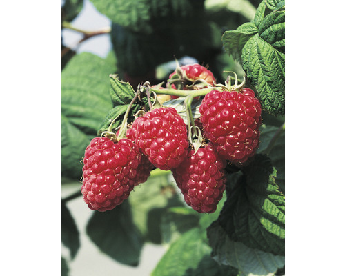 Trädgårdshallon OMNIA GARDEN Rubus Malling Promise 10-pack