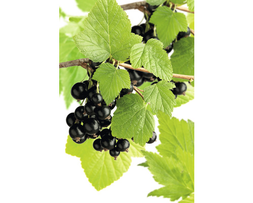 Svarta vinbär OMNIA GARDEN Ribes nigrum Storklas 1-pack
