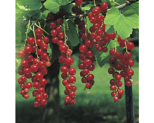 Röda vinbär OMNIA GARDEN Ribes (Röda vinbär-Gruppen) Jonkheer van Tets 3-pack Röda vinbär på en buske