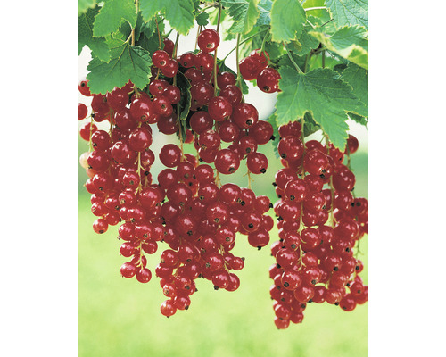 Röda vinbär OMNIA GARDEN Ribes röda Holländska (Rote Holländische) stam 10-pack