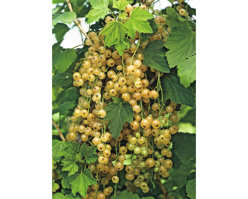 Vita vinbär OMNIA GARDEN Ribes vita Holländska (Witte Hollander) 10-pack Druvklase med vita vinbär och blad