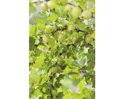 Krusbär OMNIA GARDEN Ribes (Grossularia-Gruppen) Hinnonmäki gul stam 1-pack Krusbär på buske med blad