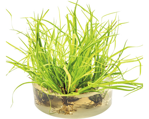 Dvärgkaveldun växt i glasskål