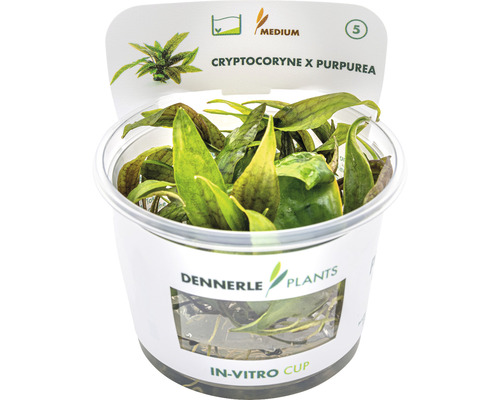 Akvarieväxt DENNERLE PLANTS Röd bredvattenkalla Cryptocoryne x purpurea in vitro