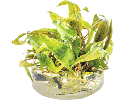 Akvarieväxt i glasbehållare