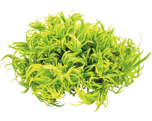 Krusigt dammlevermossa för akvarier