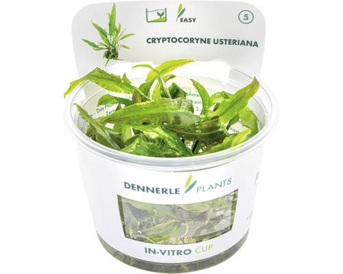 Akvarieväxt DENNERLE PLANTS Stor bandvattenkalla Cryptocoryne usteriana in vitro