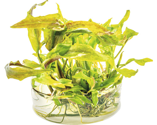 Akvarieväxt i en glasbehållare