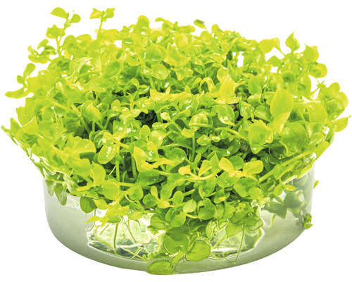 Bacopa monnieri planta i kruka